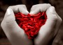 amor amor