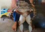 sapo-malasia