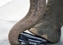 elefante elefante