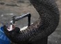 elefante-abobora O Animal que Esconde a Semente da Abóbora