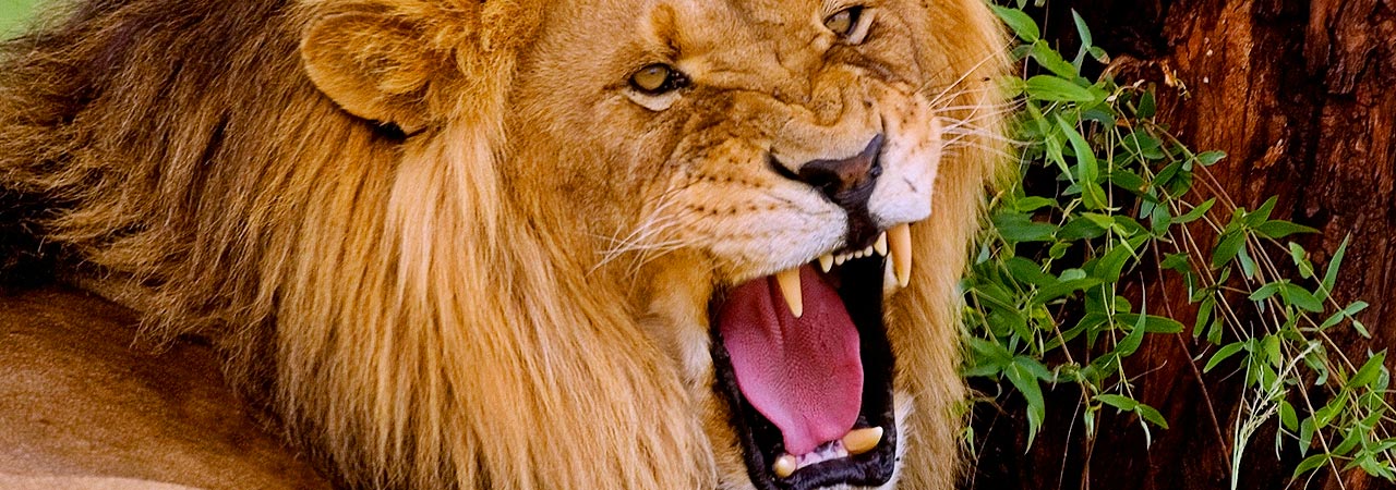 Resultado de imagem para rugido de um leão
