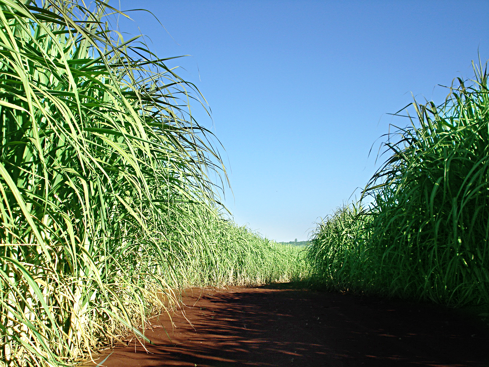 A nutrição das plantas deve estar presente numa boa receita de produtividade dos produtores de cana-de-açúcar