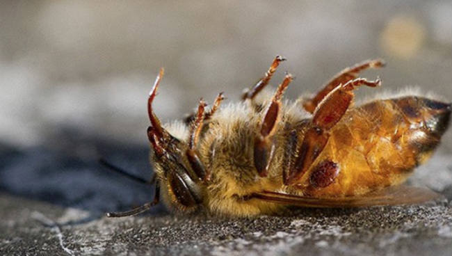 Importantes para o processo de polinização natural, insetos podem desaparecer nos próximos 30 anos