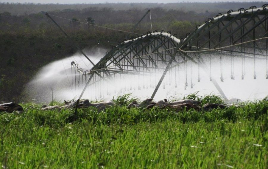 Fazenda aumenta produtividade na pecuária com auxílio da irrigação 1