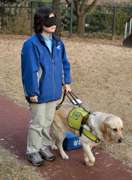 Cão guia para cegos, o que é e como conseguir. 22