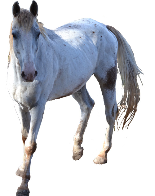 O cavalo é um dos animais mais fantásticos, tanto por sua inteligência, quanto por sua personalidade.