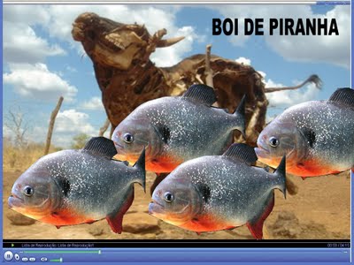 Boi de Piranha 15