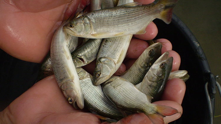 1º Curso de Cultivo de Peixes em Viveiros 16