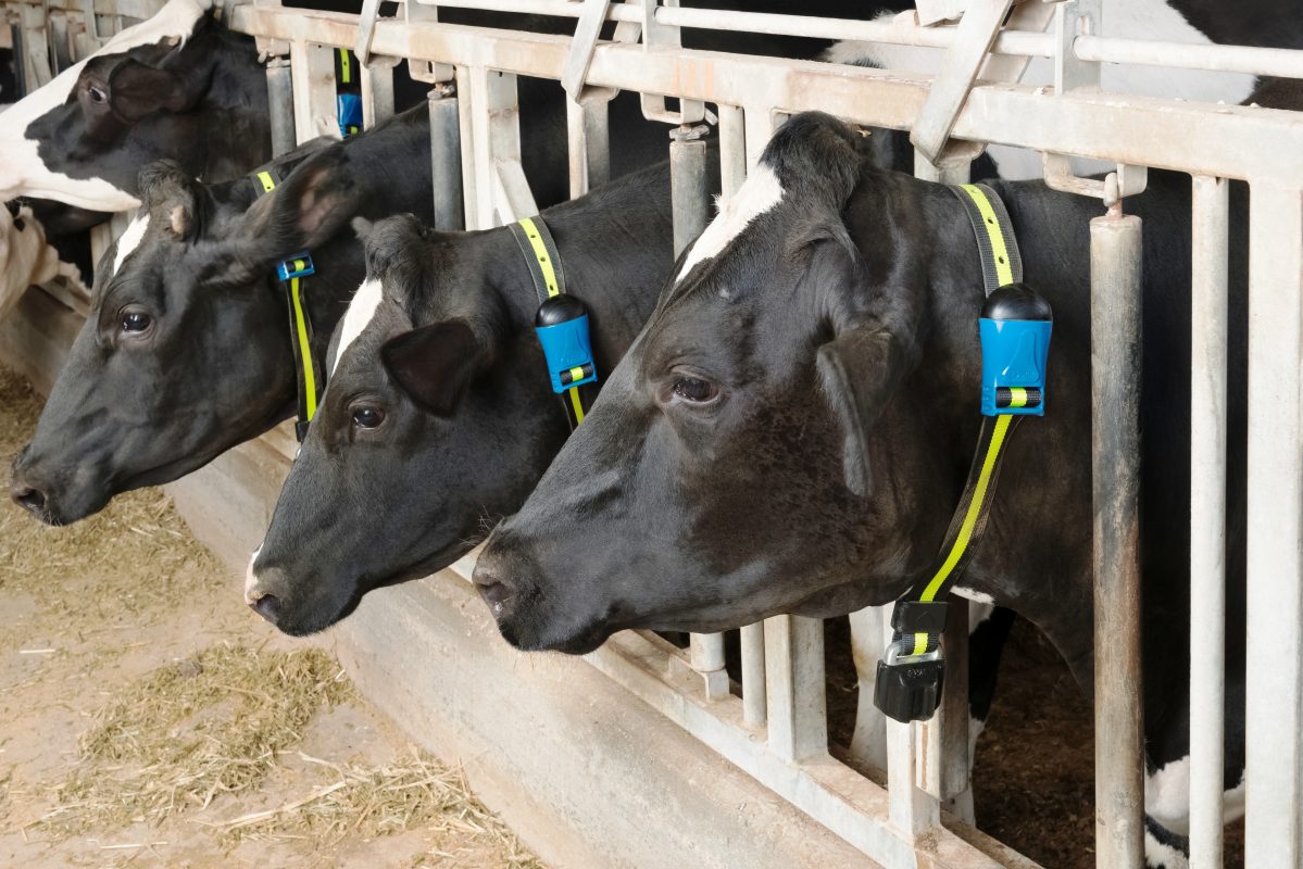 Monitoramento do rebanho auxilia produtores a melhorarem desempenho na atividade leiteira 12