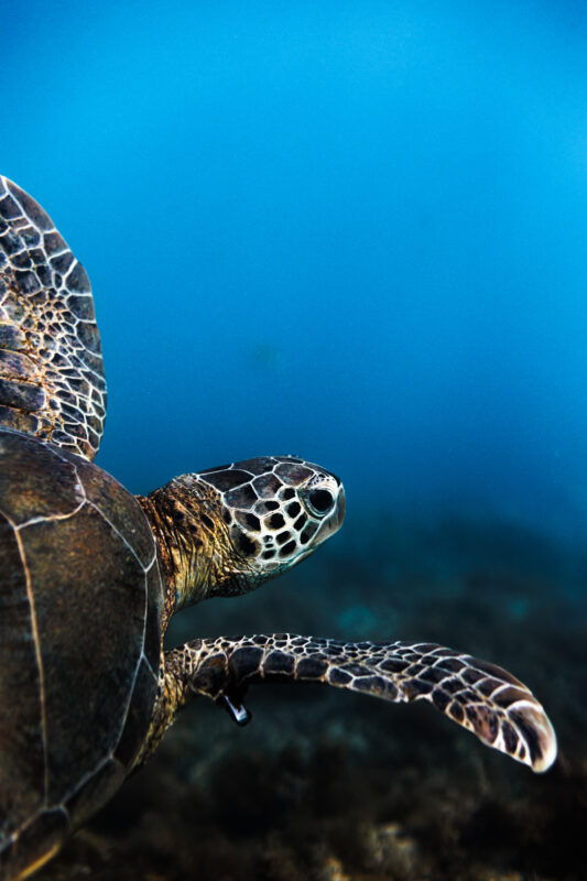 Um estudo científico publicado na revista Ocean and Coastal Research, da Universidade de São Paulo (USP), revela que habitats marinhos de extrema importância...