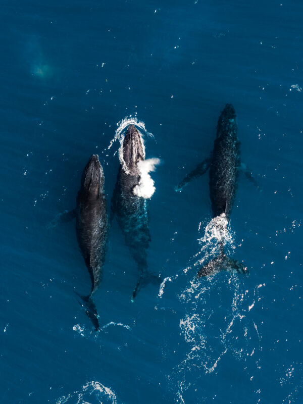 Um estudo científico publicado na revista Ocean and Coastal Research, da Universidade de São Paulo (USP), revela que habitats marinhos de extrema importância...
