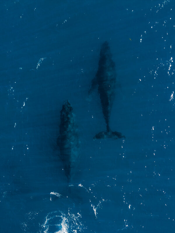 Um estudo científico publicado na revista Ocean and Coastal Research, da Universidade de São Paulo (USP), revela que habitats marinhos de extrema importância...