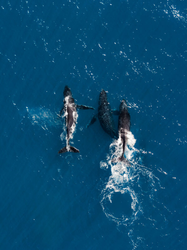 Um estudo científico publicado na revista Ocean and Coastal Research, da Universidade de São Paulo (USP), revela que habitats marinhos de extrema importância...