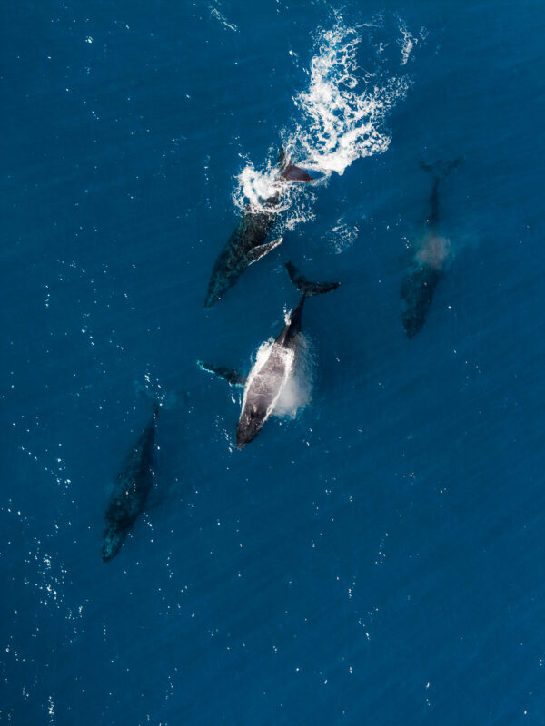 Um estudo científico publicado na revista Ocean and Coastal Research, da Universidade de São Paulo (USP), revela que habitats marinhos de extrema importância...