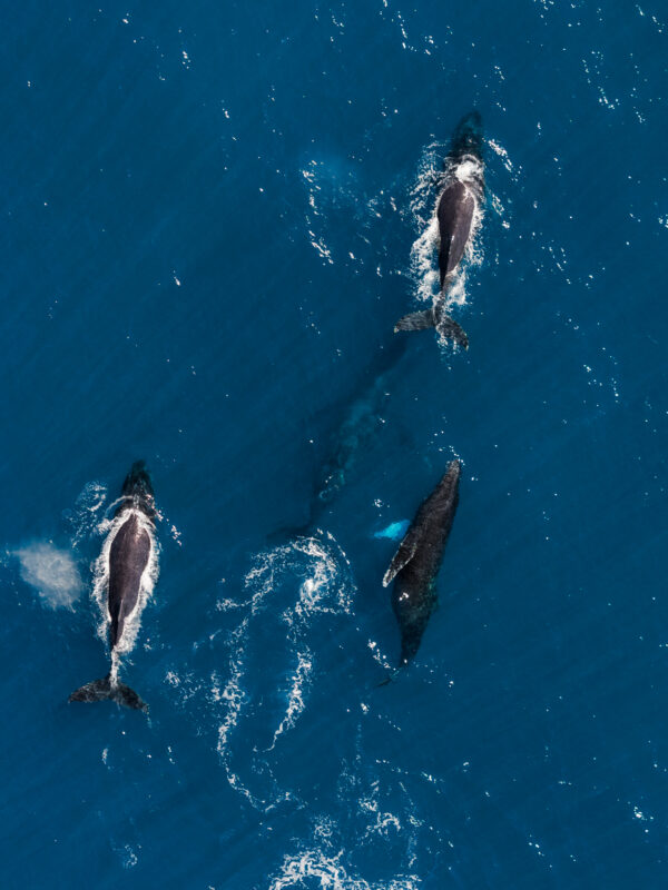 Um estudo científico publicado na revista Ocean and Coastal Research, da Universidade de São Paulo (USP), revela que habitats marinhos de extrema importância...