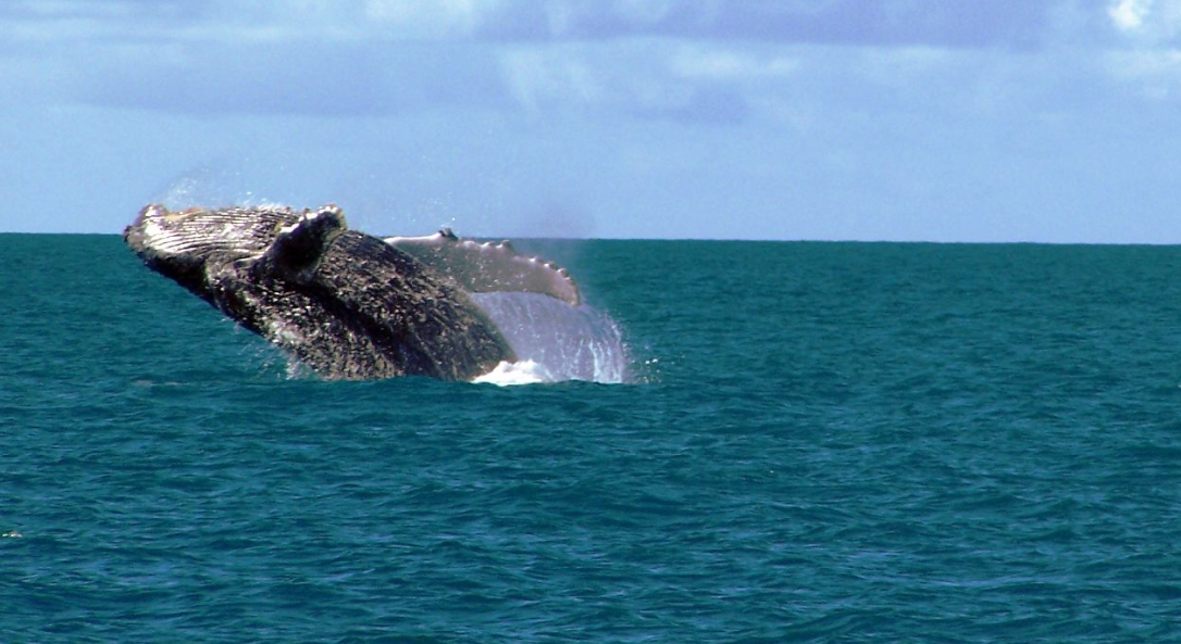 Estudo revela áreas críticas sem proteção em Abrolhos, região com a maior biodiversidade do Atlântico Sul 7